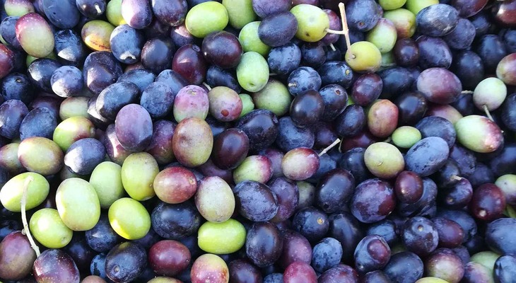 Raccolta delle olive in Toscana