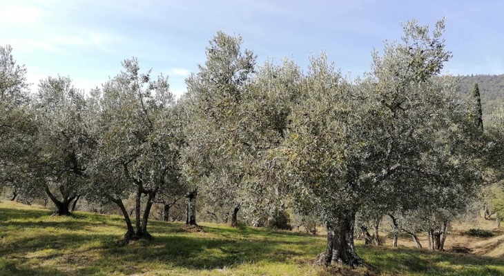 olivi in Toscana
